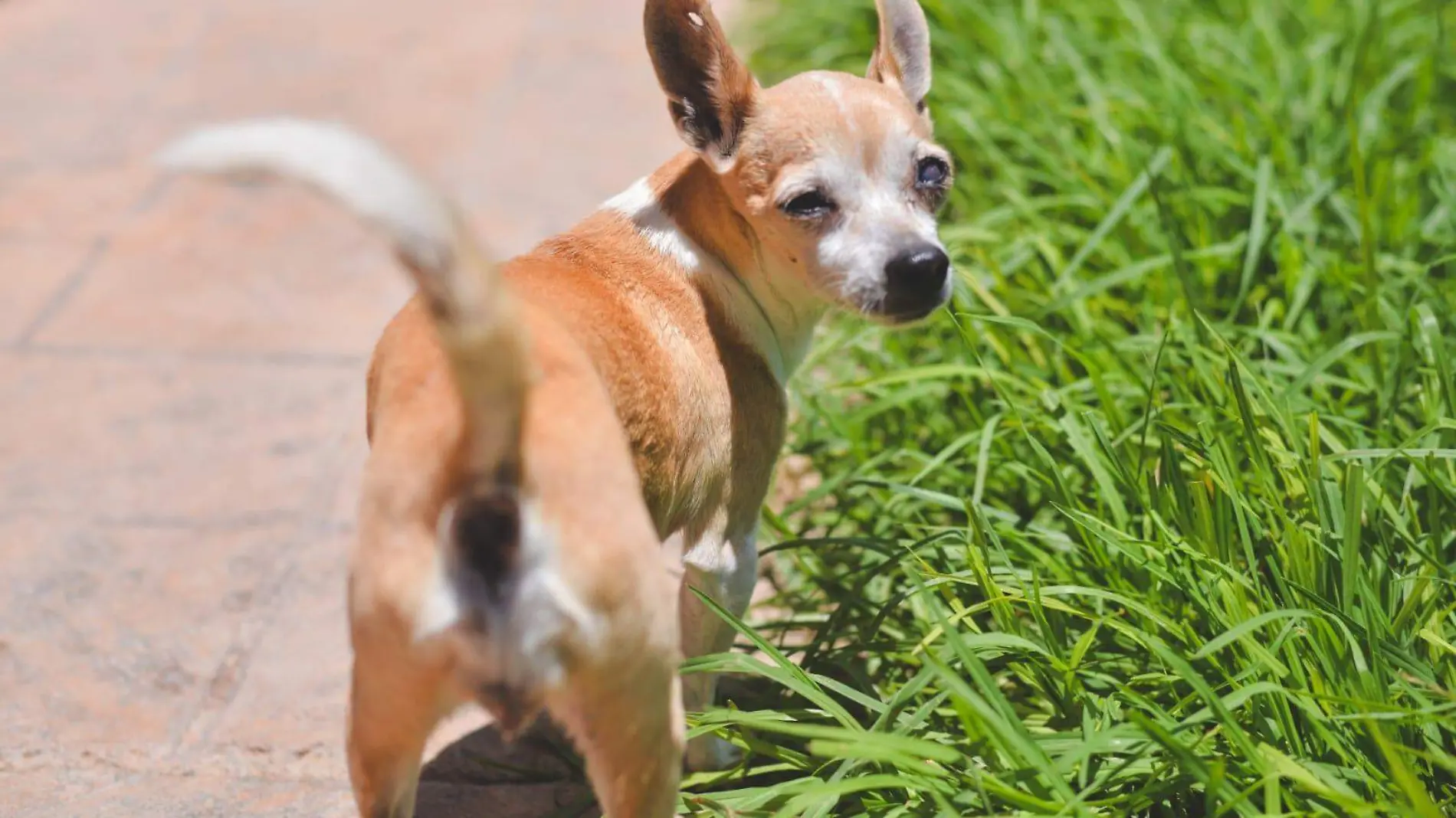 perros, Soledad